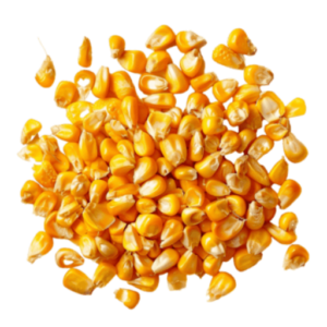Baby Corn
