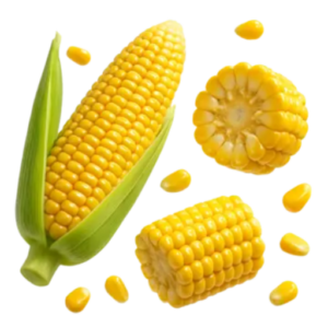 Sweet Corn